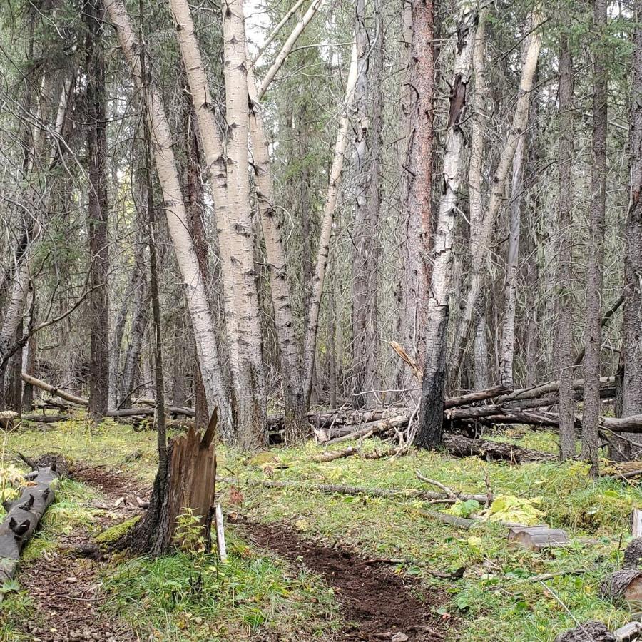Rocky Mountain Escape Dome & Log Cabin Rentals - Rock Lake Rock Lake Lodge Provincial Park Eksteriør billede