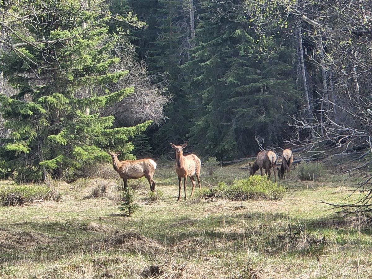 Rocky Mountain Escape Dome & Log Cabin Rentals - Rock Lake Rock Lake Lodge Provincial Park Eksteriør billede