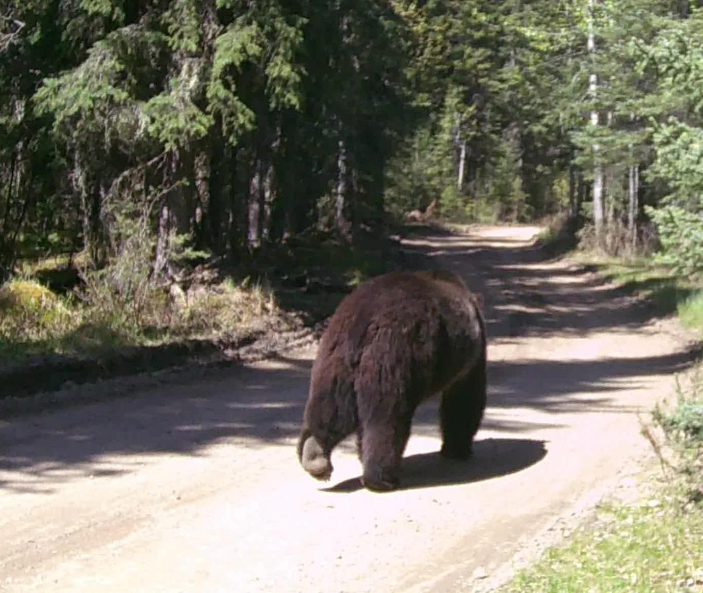 Rocky Mountain Escape Dome & Log Cabin Rentals - Rock Lake Rock Lake Lodge Provincial Park Eksteriør billede